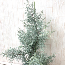 画像をギャラリービューアに読み込む, 【販売期間:11月30日まで】クプレッサス・アリゾニカ ブルーアイス(コニファー) 7号