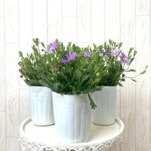 画像をギャラリービューアに読み込む, 【販売期間:3月1日まで】ブラキカム ブラスコバイオレット 3ポットセット