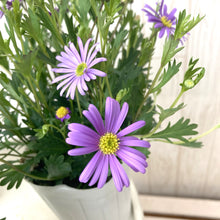 画像をギャラリービューアに読み込む, 【販売期間:3月1日まで】ブラキカム ブラスコバイオレット 3ポットセット