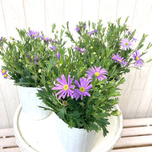 画像をギャラリービューアに読み込む, 【販売期間:3月1日まで】ブラキカム ブラスコバイオレット 3ポットセット