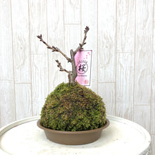 画像をギャラリービューアに読み込む, 苔玉さくら(旭山桜) ※予約商品