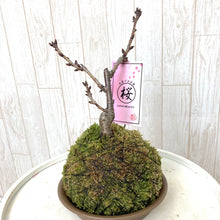 画像をギャラリービューアに読み込む, 苔玉さくら(旭山桜) ※予約商品