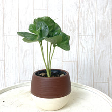 画像をギャラリービューアに読み込む, 【予約商品:5/26発送】コーヒーの木・ハッピーボウル 1鉢 2.5号