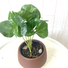 画像をギャラリービューアに読み込む, 【予約商品:5/26発送】コーヒーの木・ハッピーボウル 1鉢 2.5号