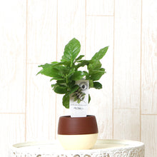 画像をギャラリービューアに読み込む, 【予約商品:5/26発送】コーヒーの木・ハッピーボウル 1鉢 2.5号