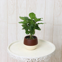 画像をギャラリービューアに読み込む, 【予約商品:5/26発送】コーヒーの木・ハッピーボウル 1鉢 2.5号