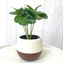 画像をギャラリービューアに読み込む, 【予約商品:5/26発送】コーヒーの木・ハッピーボウル 1鉢 2.5号