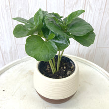 画像をギャラリービューアに読み込む, 【予約商品:5/26発送】コーヒーの木・ハッピーボウル 1鉢 2.5号