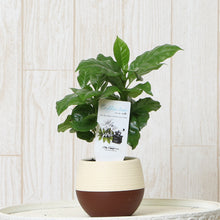 画像をギャラリービューアに読み込む, 【予約商品:5/26発送】コーヒーの木・ハッピーボウル 1鉢 2.5号