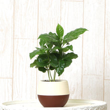画像をギャラリービューアに読み込む, 【予約商品:5/26発送】コーヒーの木・ハッピーボウル 1鉢 2.5号