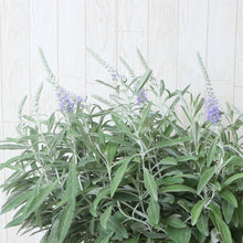 画像をギャラリービューアに読み込む, 【予約商品:9/13発送】ベロニカ・オルナタ・トウテイラン 1ポット