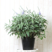 画像をギャラリービューアに読み込む, 【予約商品:9/13発送】ベロニカ・オルナタ・トウテイラン 1ポット