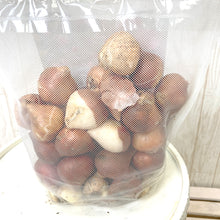 画像をギャラリービューアに読み込む, 【11/25発送】チューリップ &ムスカリ ミックスカラー 球根 1kg