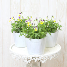 画像をギャラリービューアに読み込む, 【予約商品:11/9まで】ビオラ・プチプチ パープルWイエロー 花苗 3ポットセット