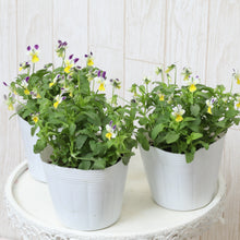 画像をギャラリービューアに読み込む, 【予約商品:11/9まで】ビオラ・プチプチ パープルWイエロー 花苗 3ポットセット