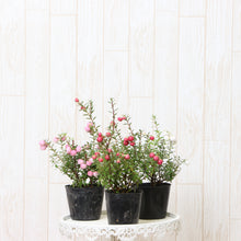 画像をギャラリービューアに読み込む, 【予約商品:10/29以降発送】ハッピーベリー・デコベリー(真珠の木/ペルネッティア) 3ポットセット