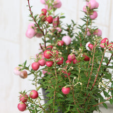 画像をギャラリービューアに読み込む, 【予約商品:10/29以降発送】ハッピーベリー・デコベリー(真珠の木/ペルネッティア) 3ポットセット