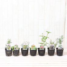 画像をギャラリービューアに読み込む, 【予約商品:4/22発送】虫除けハーブ苗 7種セット
