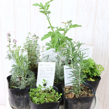 画像をギャラリービューアに読み込む, 【予約商品:4/22発送】虫除けハーブ苗 7種セット
