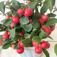 画像をギャラリービューアに読み込む, 【予約商品:10/21発送】チェッカーベリー 3ポットセット