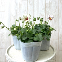 画像をギャラリービューアに読み込む, 【予約商品:11/9まで】ビオラ・雪うさぎ(ユキウサギ) 花苗 3ポットセット