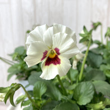 画像をギャラリービューアに読み込む, 【予約商品:11/9まで】ビオラ・雪うさぎ(ユキウサギ) 花苗 3ポットセット