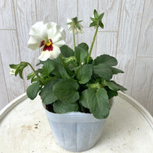 画像をギャラリービューアに読み込む, 【予約商品:11/9まで】ビオラ・雪うさぎ(ユキウサギ) 花苗 3ポットセット