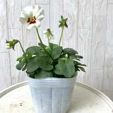 画像をギャラリービューアに読み込む, 【予約商品:11/9まで】ビオラ・雪うさぎ(ユキウサギ) 花苗 3ポットセット
