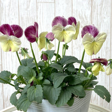 画像をギャラリービューアに読み込む, 【予約商品:11/9まで】ビオラ・丹頂(タンチョウ) 花苗 3ポットセット