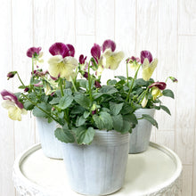 画像をギャラリービューアに読み込む, 【予約商品:11/9まで】ビオラ・丹頂(タンチョウ) 花苗 3ポットセット