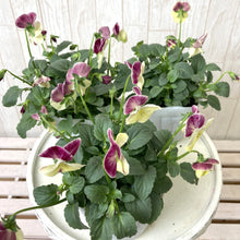 画像をギャラリービューアに読み込む, 【予約商品:11/9まで】ビオラ・丹頂(タンチョウ) 花苗 3ポットセット