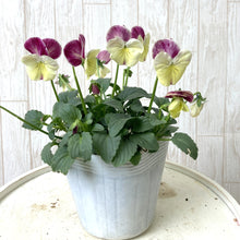 画像をギャラリービューアに読み込む, 【予約商品:11/9まで】ビオラ・丹頂(タンチョウ) 花苗 3ポットセット