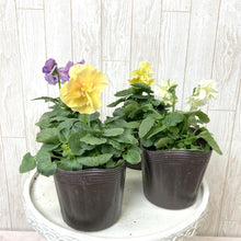 画像をギャラリービューアに読み込む, 【予約商品:11/5以降発送】八重咲きパンジー・ファビュラス 花苗 6ポットセット