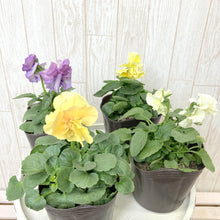 画像をギャラリービューアに読み込む, 【予約商品:11/5以降発送】八重咲きパンジー・ファビュラス 花苗 6ポットセット