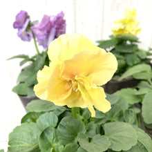 画像をギャラリービューアに読み込む, 【予約商品:11/5以降発送】八重咲きパンジー・ファビュラス 花苗 6ポットセット