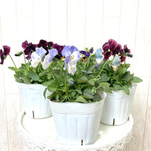 画像をギャラリービューアに読み込む, 【予約商品:11/9以降発送】小輪パンジー・わらく 花苗 4ポットセット