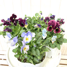 画像をギャラリービューアに読み込む, 【予約商品:11/9以降発送】小輪パンジー・わらく 花苗 4ポットセット
