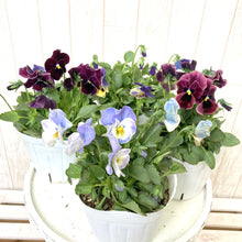 画像をギャラリービューアに読み込む, 【予約商品:11/9以降発送】小輪パンジー・わらく 花苗 4ポットセット
