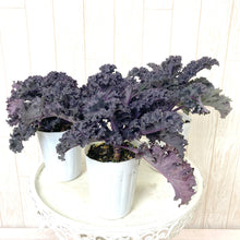 画像をギャラリービューアに読み込む, 【予約商品:11/24発送】葉牡丹・シーブルー(ハボタン) 3ポットセット