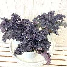 画像をギャラリービューアに読み込む, 【予約商品:11/24発送】葉牡丹・シーブルー(ハボタン) 3ポットセット