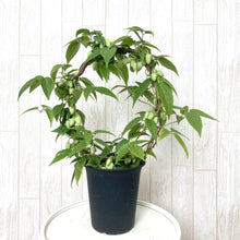 画像をギャラリービューアに読み込む, 【限定56鉢】クレマチス・アンスンエンシス 4号 リング仕立て ※予約商品:12/7まで 出荷予定:12/12