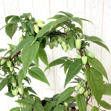 画像をギャラリービューアに読み込む, 【限定56鉢】クレマチス・アンスンエンシス 4号 リング仕立て ※予約商品:12/7まで 出荷予定:12/12