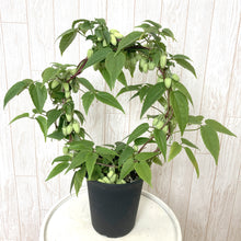 画像をギャラリービューアに読み込む, 【限定56鉢】クレマチス・アンスンエンシス 4号 リング仕立て ※予約商品:12/7まで 出荷予定:12/12