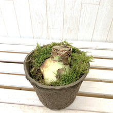 画像をギャラリービューアに読み込む, 【水も土もいらない!】マジックアマリリス