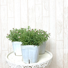 画像をギャラリービューアに読み込む, 【予約商品:12/10以降発送】ヘリクリサム・ハナカンザシ(花かんざし) 花苗 3ポットセット