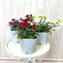 画像をギャラリービューアに読み込む, 【予約商品:1/18発送】エリシマム・カクテルパーティー 花苗3ポットセット