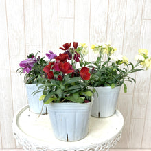 画像をギャラリービューアに読み込む, 【予約商品:1/18発送】エリシマム・カクテルパーティー 花苗3ポットセット