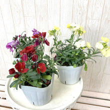 画像をギャラリービューアに読み込む, 【予約商品:1/18発送】エリシマム・カクテルパーティー 花苗3ポットセット