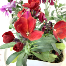 画像をギャラリービューアに読み込む, 【予約商品:1/18発送】エリシマム・カクテルパーティー 花苗3ポットセット