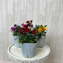 画像をギャラリービューアに読み込む, 【予約商品:1/18発送】エリシマム・カクテルパーティー 花苗3ポットセット